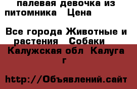 палевая девочка из питомника › Цена ­ 40 000 - Все города Животные и растения » Собаки   . Калужская обл.,Калуга г.